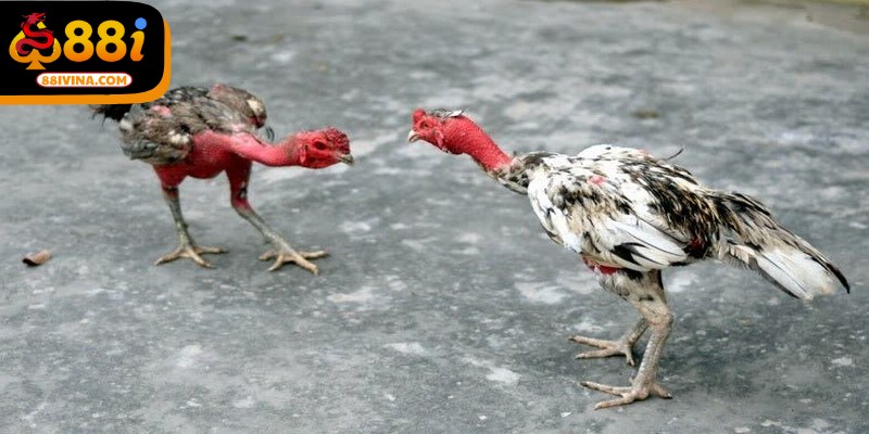 Một mẹo quan trọng cách chọn gà chọi hay là quan sát ánh mắt