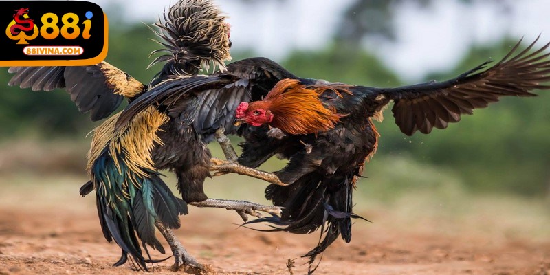 Đá gà cựa sắt campuchia là hình thức giải trí được yêu thích nhất