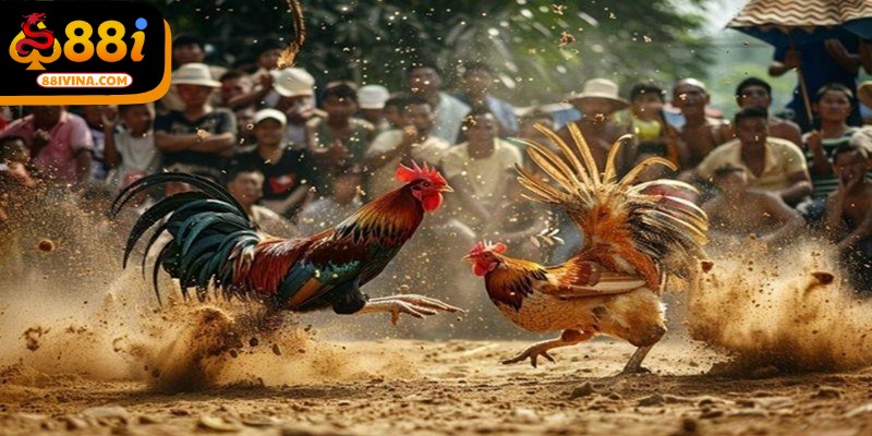 Đá gà Thomo là loại hình cá cược nổi tiếng nhất hiện nay