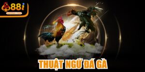 Thuật Ngữ Đá Gà